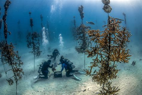 How AI Coral Restoration Foundation's 3D Calm Technology Revolutionizes Ocean Conservation